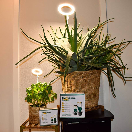 Plantique Sun | Gesundes Wachstum, stilvoll